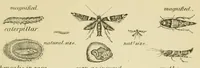 An illustration from Report of the Commissioner of Patents for the year .. (1849)