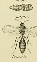 An illustration from Report of the Commissioner of Patents for the year .. (1849)