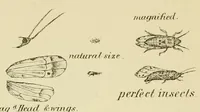 An illustration from Report of the Commissioner of Patents for the year .. (1849)