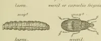 An illustration from Report of the Commissioner of Patents for the year .. (1849)