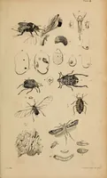 An illustration from Report of the Commissioner of Patents for the year .. (1849)