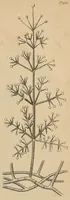 An illustration from Report of the Commissioner of Patents for the year .. (1849)