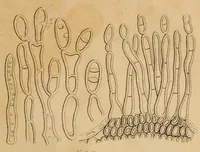 An illustration from Report of the Commissioner of Patents for the year .. (1849)