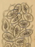 An illustration from Report of the Commissioner of Patents for the year .. (1849)