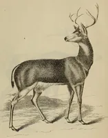 An illustration from Report of the Commissioner of Patents for the year .. (1849)