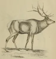 An illustration from Report of the Commissioner of Patents for the year .. (1849)