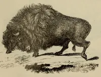 An illustration from Report of the Commissioner of Patents for the year .. (1849)