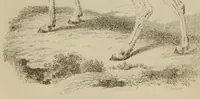 An illustration from Report of the Commissioner of Patents for the year .. (1849)
