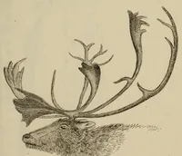 An illustration from Report of the Commissioner of Patents for the year .. (1849)