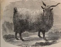 An illustration from Report of the Commissioner of Patents for the year .. (1849)