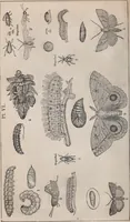 An illustration from Report of the Commissioner of Patents for the year .. (1849)