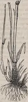 An illustration from Report of the Commissioner of Patents for the year .. (1849)