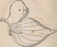 An illustration from Report of the Commissioner of Patents for the year .. (1849)