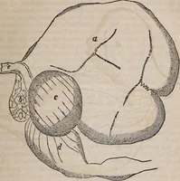 An illustration from Report of the Commissioner of Patents for the year .. (1849)
