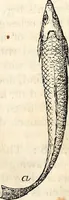 An illustration from Report of the Commissioner of Patents, for the year 1849 (1850)