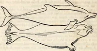 An illustration from Report of the Commissioner of Patents, for the year 1849 (1850)