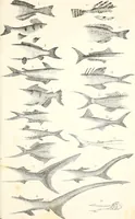An illustration from Report of the Commissioner of Patents, for the year 1849 (1850)