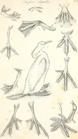 An illustration from Report of the Commissioner of Patents, for the year 1849 (1850)