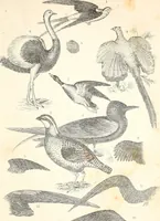 An illustration from Report of the Commissioner of Patents, for the year 1849 (1850)