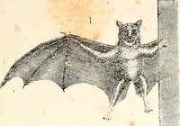 An illustration from Report of the Commissioner of Patents, for the year 1849 (1850)
