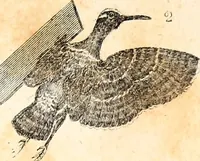 An illustration from Report of the Commissioner of Patents, for the year 1849 (1850)