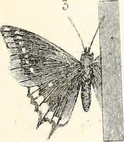 An illustration from Report of the Commissioner of Patents, for the year 1849 (1850)