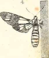 An illustration from Report of the Commissioner of Patents, for the year 1849 (1850)