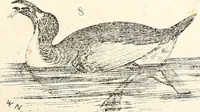 An illustration from Report of the Commissioner of Patents, for the year 1849 (1850)