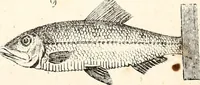 An illustration from Report of the Commissioner of Patents, for the year 1849 (1850)
