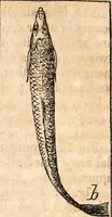 An illustration from Report of the commissioner of patents, for the year 1849 (1850)
