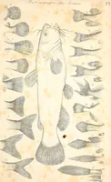 An illustration from Report of the commissioner of patents, for the year 1849 (1850)
