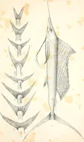 An illustration from Report of the commissioner of patents, for the year 1849 (1850)