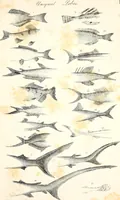 An illustration from Report of the commissioner of patents, for the year 1849 (1850)
