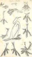An illustration from Report of the commissioner of patents, for the year 1849 (1850)