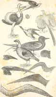 An illustration from Report of the commissioner of patents, for the year 1849 (1850)