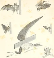 An illustration from Report of the commissioner of patents, for the year 1849 (1850)