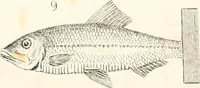 An illustration from Report of the commissioner of patents, for the year 1849 (1850)