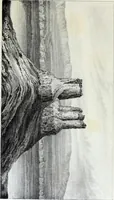 Picture 15 of 30 from Report of the exploring expedition to the Rocky Mountains in the year 1842 : and to Oregon and north California in the years 1843-44 (1845), leaf 216