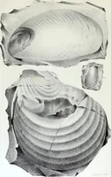 An illustration from Report of the exploring expedition to the Rocky Mountains in the year 1842 : and to Oregon and north California in the years 1843-44 (1845)