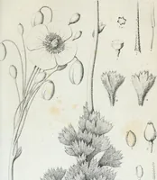 An illustration from Report of the exploring expedition to the Rocky Mountains in the year 1842 : and to Oregon and north California in the years 1843-44 (1845)