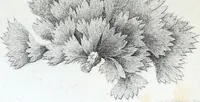 Picture 27 of 30 from Report of the exploring expedition to the Rocky Mountains in the year 1842 : and to Oregon and north California in the years 1843-44 (1845), leaf 362
