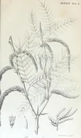 An illustration from Report of the exploring expedition to the Rocky Mountains in the year 1842 : and to Oregon and north California in the years 1843-44 (1845)