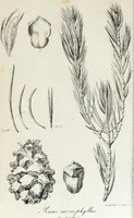 Picture 30 of 30 from Report of the exploring expedition to the Rocky Mountains in the year 1842 : and to Oregon and north California in the years 1843-44 (1845), leaf 375