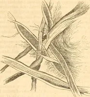 An illustration from Report of the Flax and hemp commission (1865)