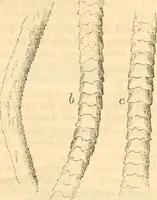 An illustration from Report of the Flax and hemp commission (1865)