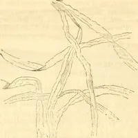 An illustration from Report of the Flax and hemp commission (1865)