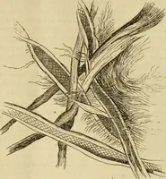 An illustration from Report of the Flax and hemp commission (1865)