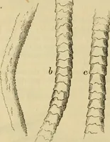 An illustration from Report of the Flax and hemp commission (1865)
