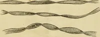An illustration from Report of the Flax and hemp commission (1865)
