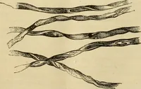 An illustration from Report of the Flax and hemp commission (1865)